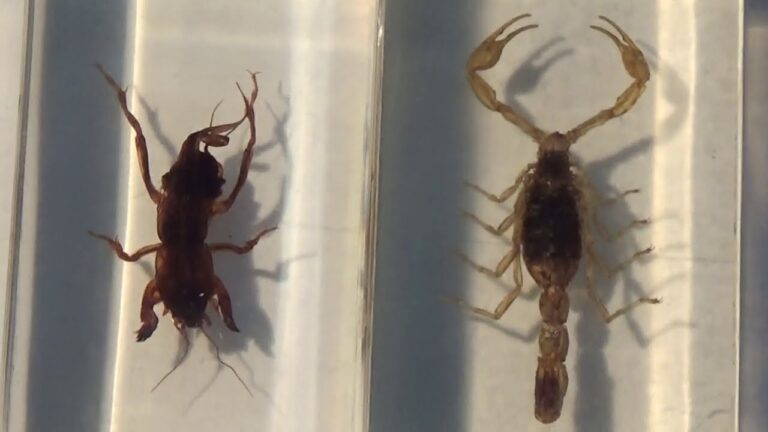 Diferencia entre alacran y escorpion