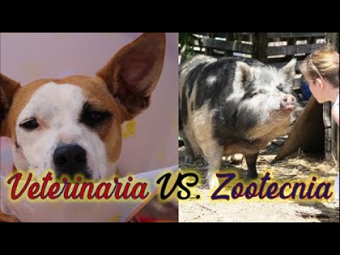 Cual es la diferencia entre veterinaria y zootecnia